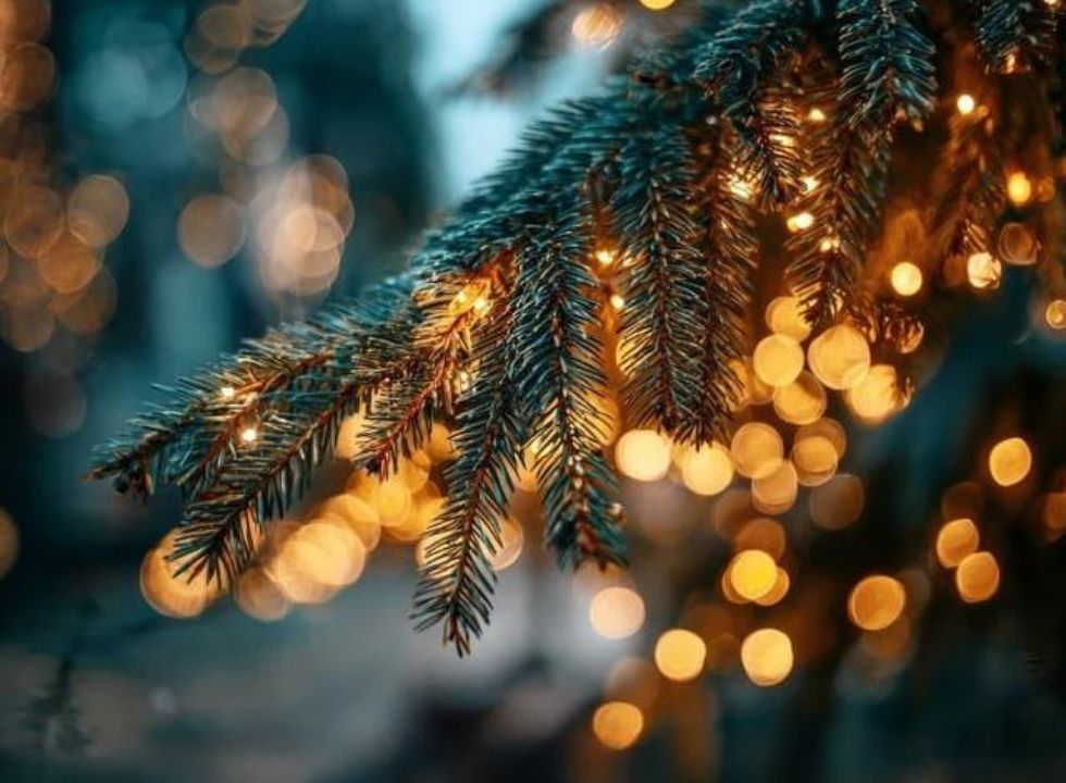 Ein Tannenzweig im Freien. Der Hintergrund ist unscharf, Lichtpunkte scheinen hinter dem Tannenzweig hindurch.